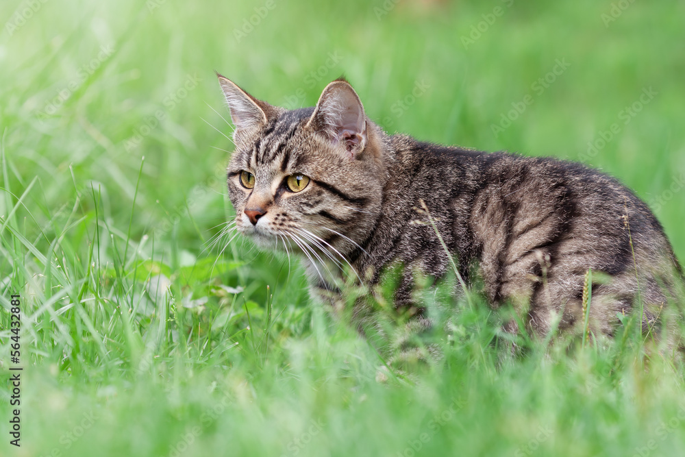 Tabby cat lying down in the green grass at summer nature