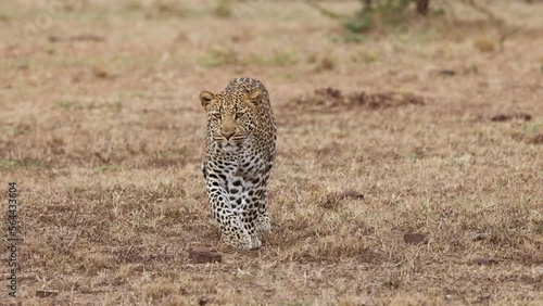 Slow motion video of a leopard walking in Kenya photo