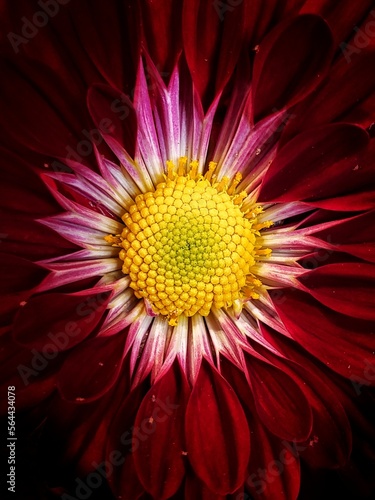 red and yellow flower