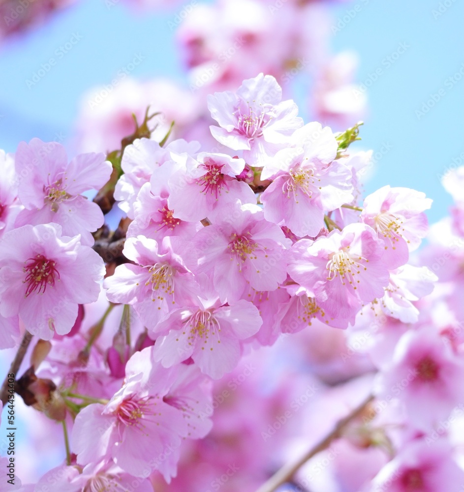 美しい河津桜 美しい河津桜