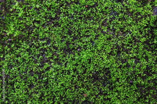 moss textured background