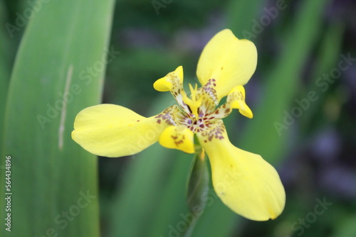 yellow flower