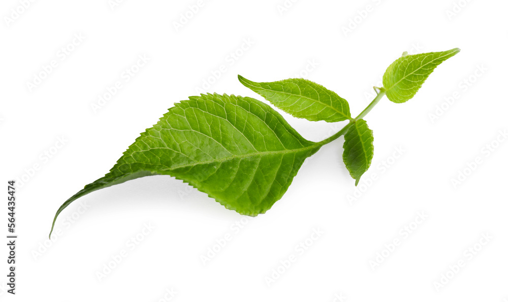 Fresh green elderberry leaves on white background Fresh green elderberry leaves on white background
