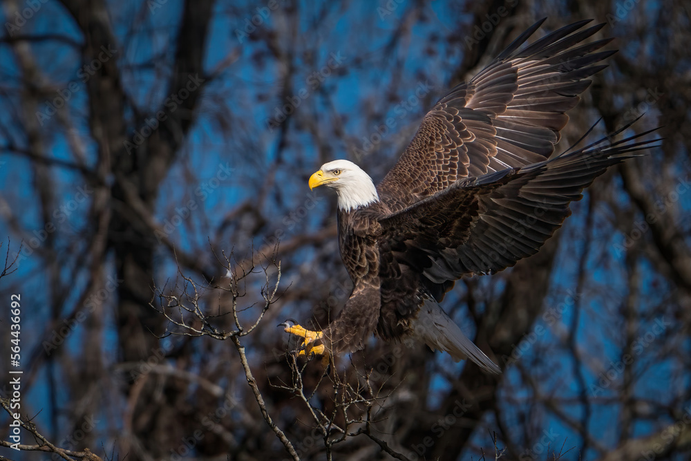 Fototapeta premium Bald Eagle