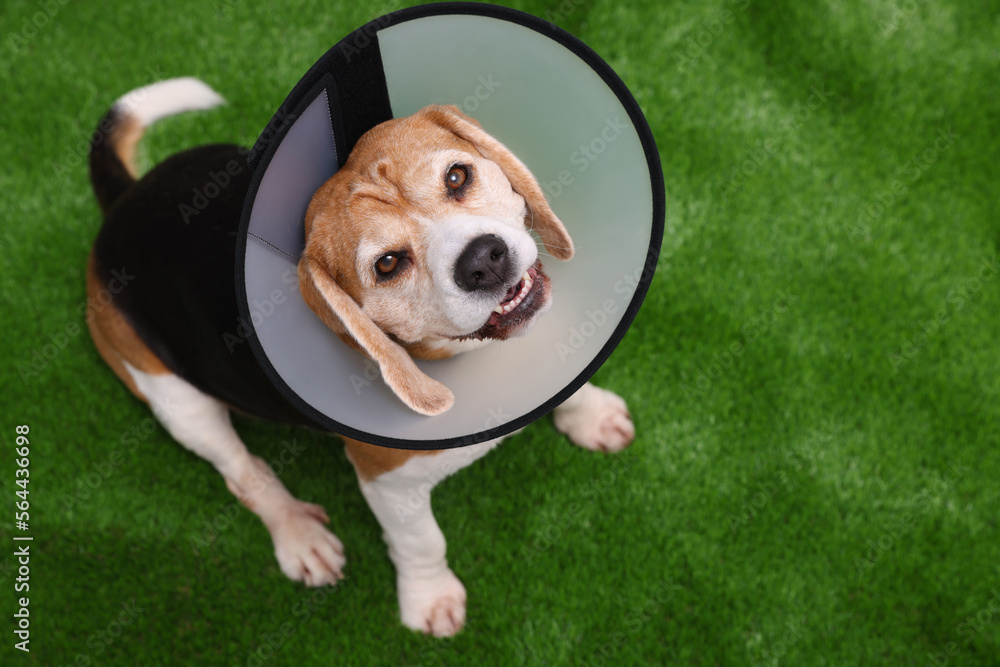 Adorable Beagle dog wearing medical plastic collar on green grass, above view. Space for text