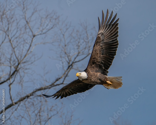 American Bald Eagle © mattcuda