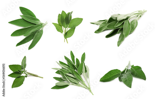 Set with fresh sage leaves on white background
