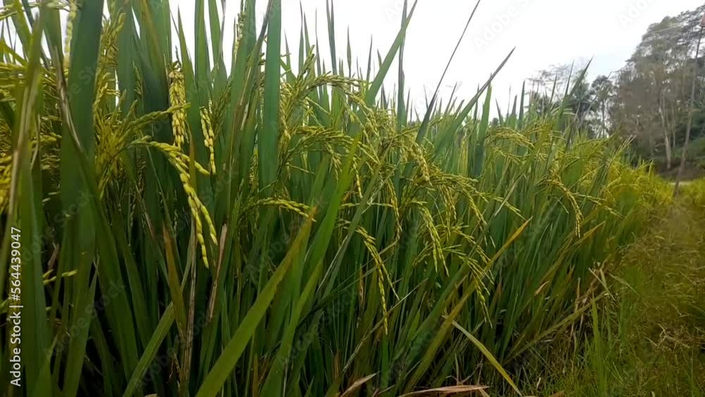 Green rice fields with wind Green rice fields with wind