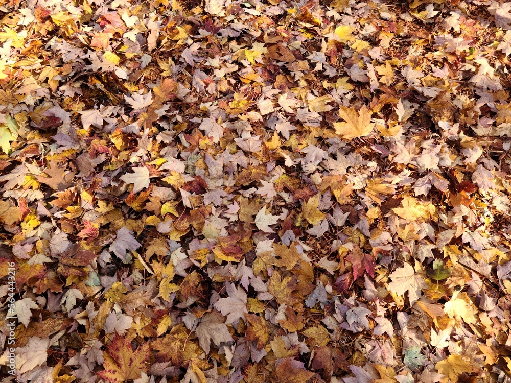 Fallen autumn leaves on the ground Fallen autumn leaves on the ground