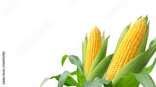 Tableau sur toile Fresh yellow corn isolated on white background.