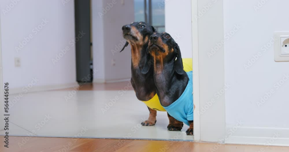 Two dachshund dogs in bright T-shirts peek out from around corner of room, look up expectantly, beg for food. Children lack of attention want to play team work spy games friendship. Pet entertainment