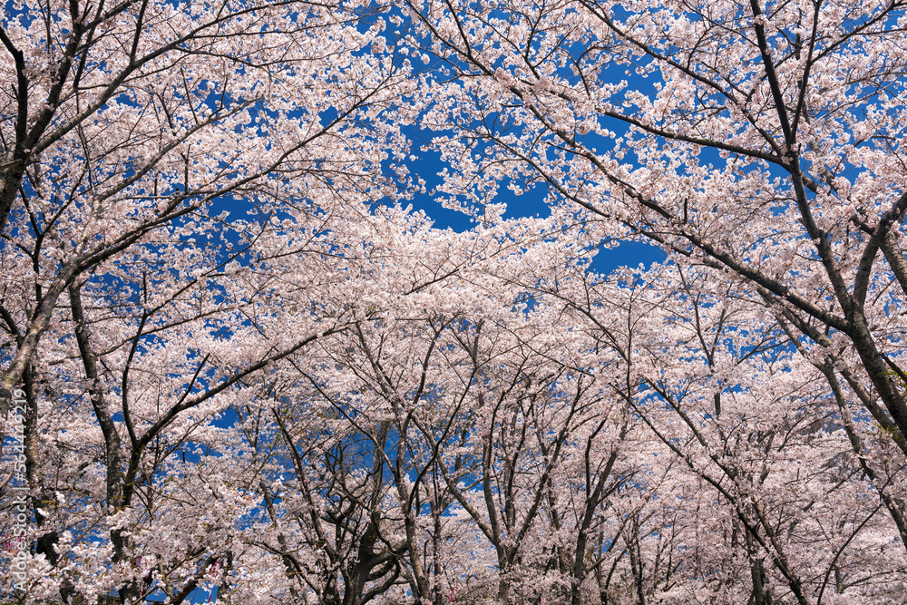 桜の木と花 桜の木と花