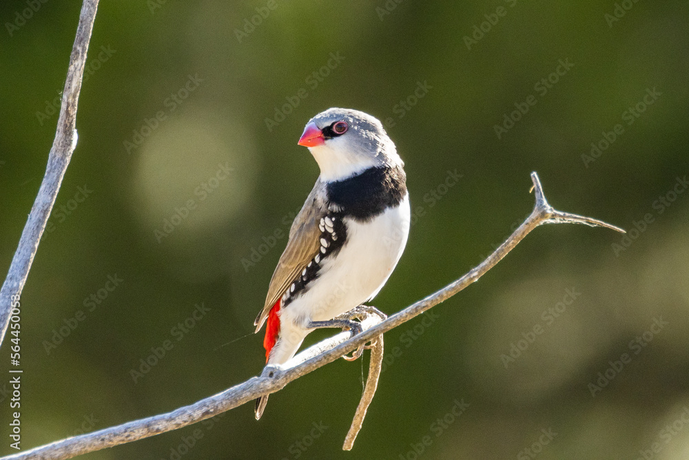 Fototapeta premium Diamond Firetail in Victoria, Australia