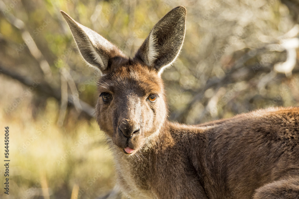 Eastern Grey Kangaroo in Victoria, Australia Eastern Grey Kangaroo in Victoria, Australia