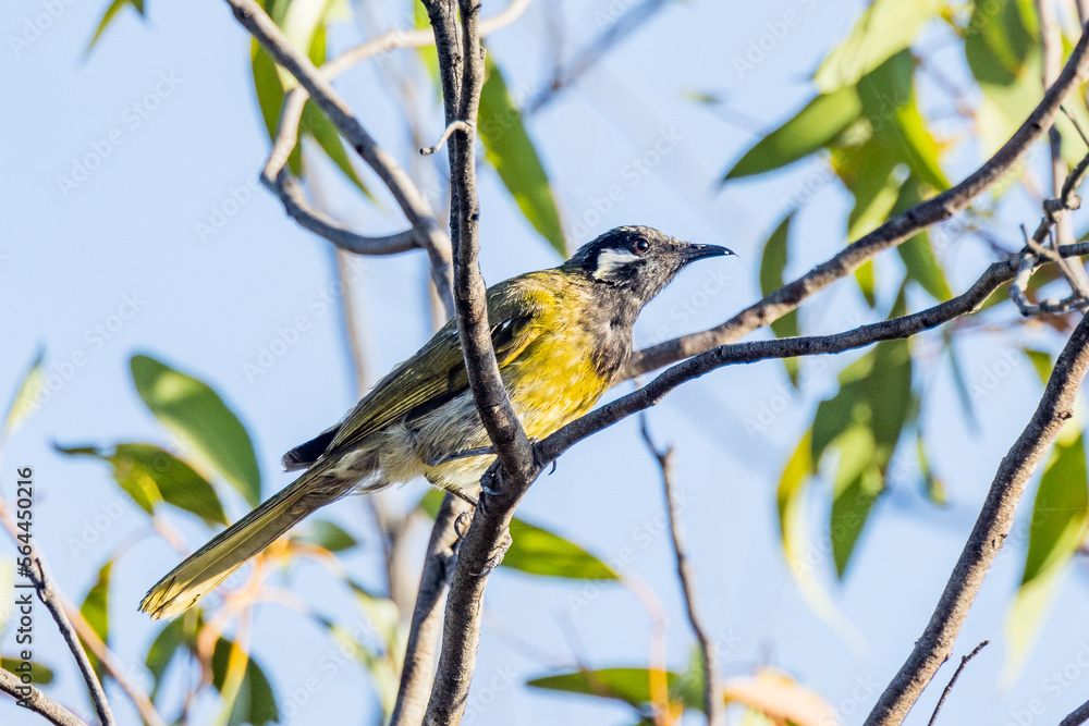 Fototapeta premium White-eared Honeyeater in Victoria, Australia