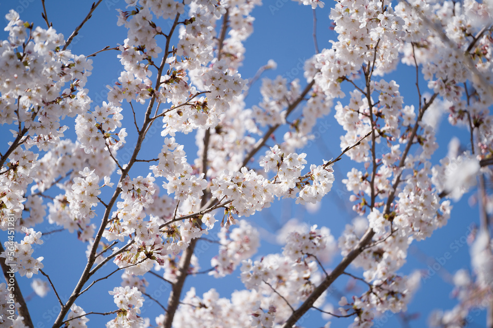 Blossomimg cherry treewith blue sky. sign of spring Blossomimg cherry treewith blue sky. sign of spring