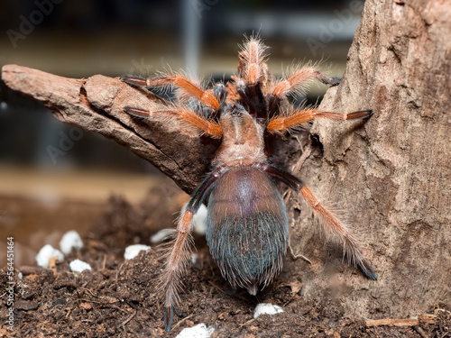 Macro of Turantula Maxican Fire Leg