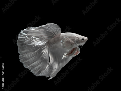 Siamese fighting fish halfmoon type