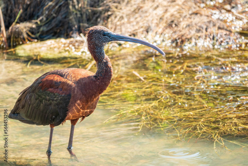 The glossy ibis  latin name Plegadis falcinellus  searching for food in the shallow lagoon.