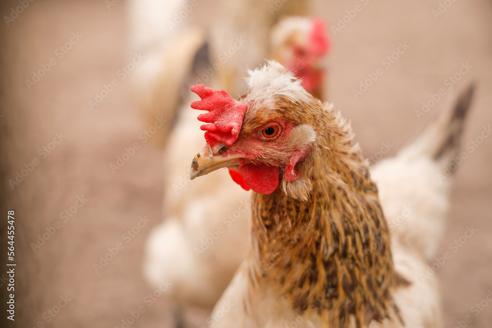 The crest of a chicken close-up. Breeding poultry on the farm