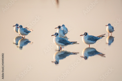 Flock of Seagulls, The European herring gull, swims on the calm lake shore in sunset