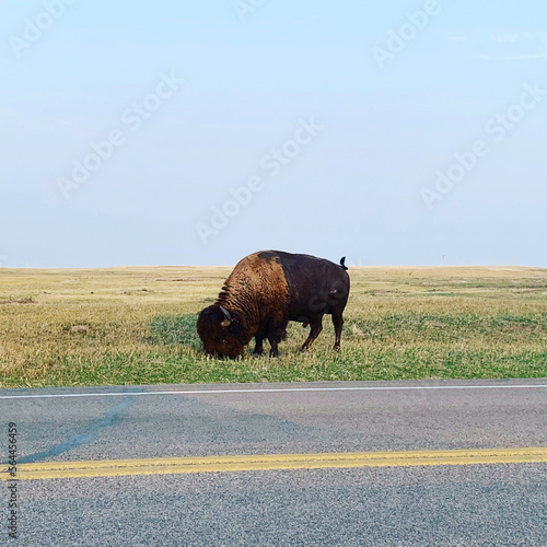 buffalo in the Badlands