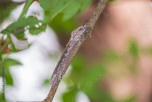 Fényképezés Distoleon tetragrammicus, a species of antlion in the neuropteran family Myrmeleontidae