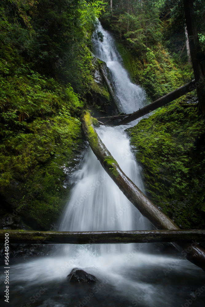 Fototapeta premium waterfall in the forest