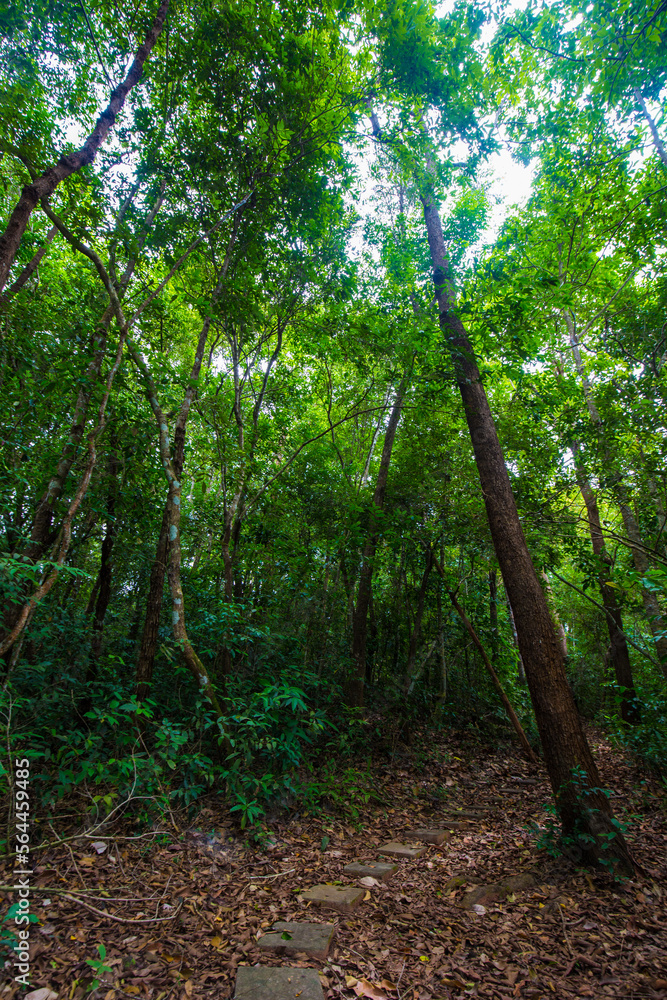 Obraz premium Tropical gree tree forest nature landscape trekking