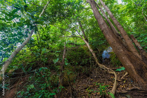 Tropical gree tree forest nature landscape trekking