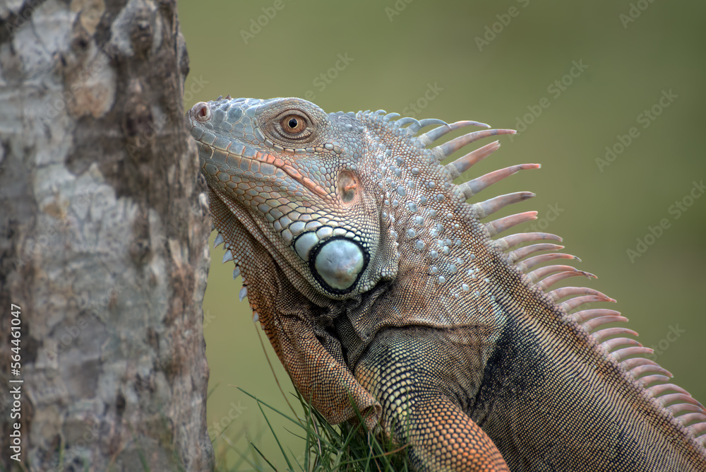 Obraz premium Close up portrait of common iguana