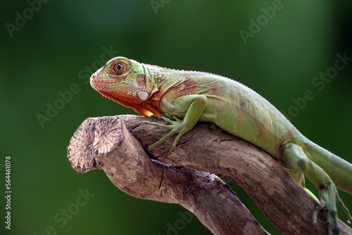 Baby iguana on a tree branch