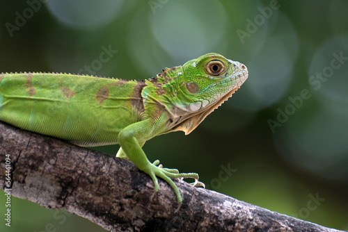 Baby iguana on a tree branch