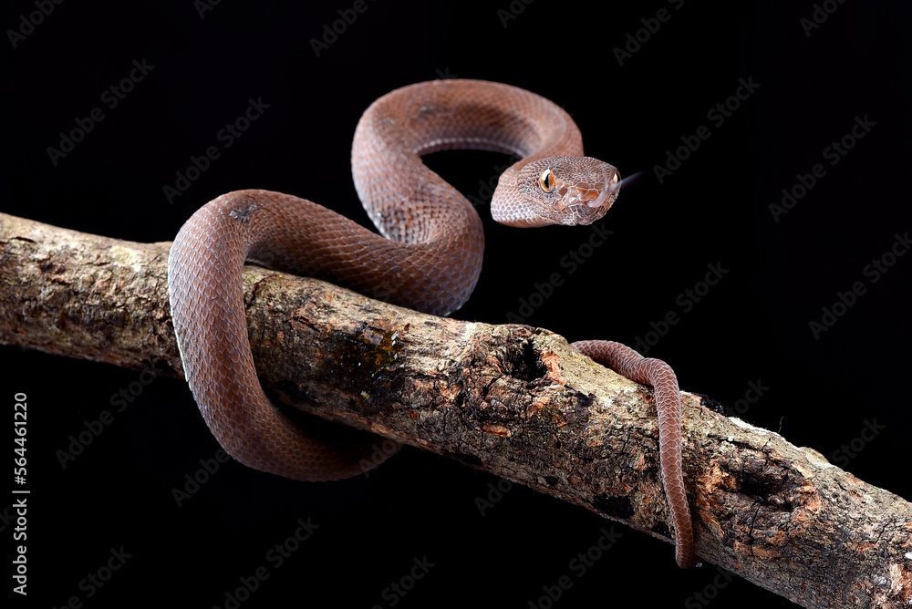 Obraz premium Mangrove pit viper on the dark background