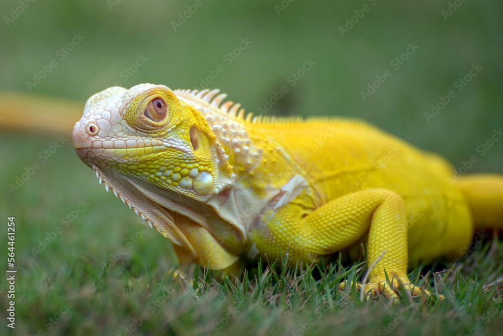 Naklejka premium Yellow iguana on a grass