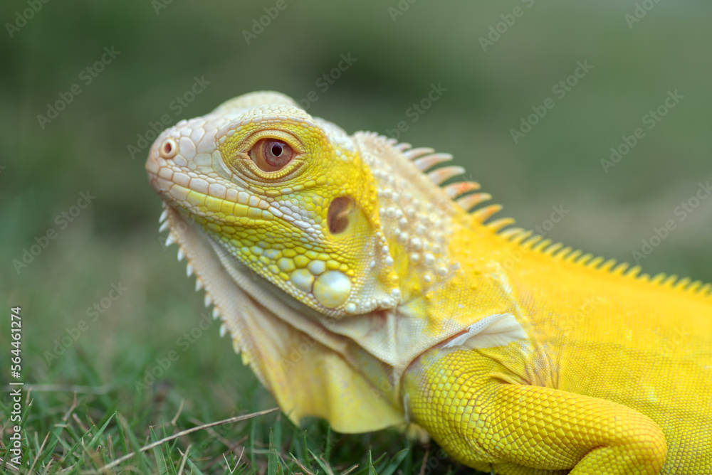 Fototapeta premium Yellow iguana on a grass