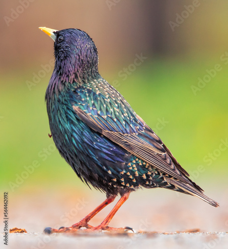 Foto Common starling male in green grass hunts larvae.