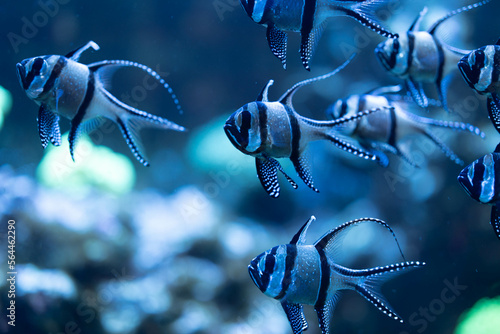群れで泳ぐ魚アマノガワテンジクダイ