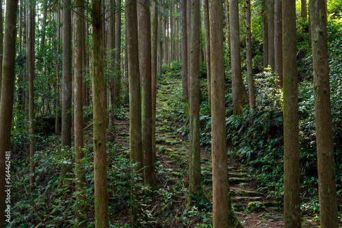 熊野古道/大雲取越の杉林 © top10top