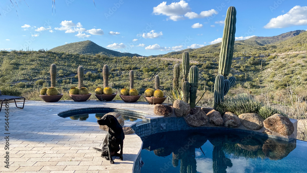 Black lab on the pool deck in the desert