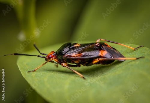Macrophotography of a Red-spotted Plant Bug (Deraeocoris ruber) on a green leaf. Extremely close-up and details.