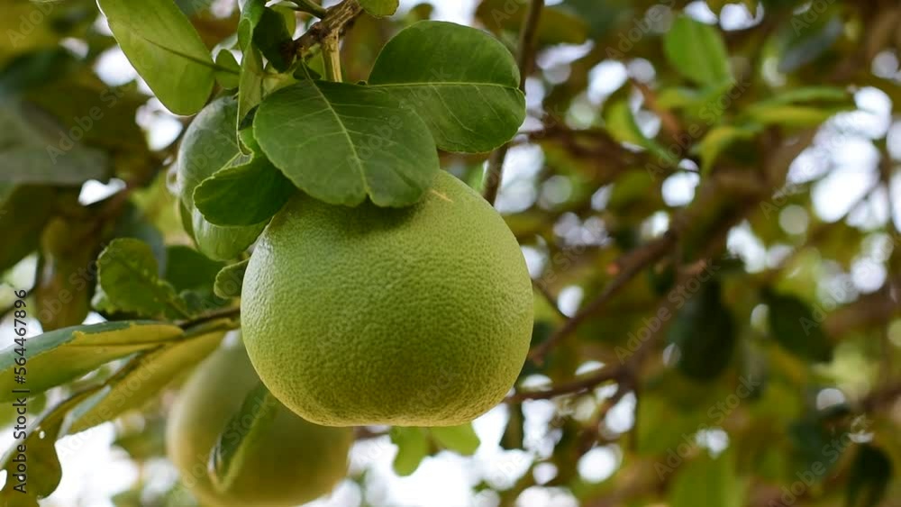 Grapefruit fruit in the garden Citrus maxima Grapefruit fruit in the garden Citrus maxima
