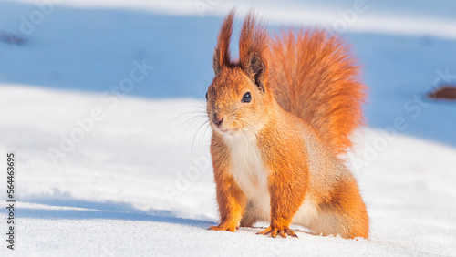 A squirrel sits on white snow and eats a nut. A wonderful winter day.