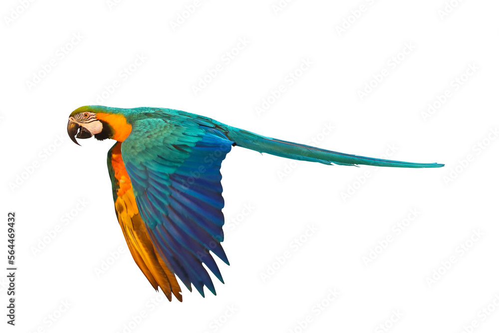 Colorful flying parrot isolated on transparent background png file	