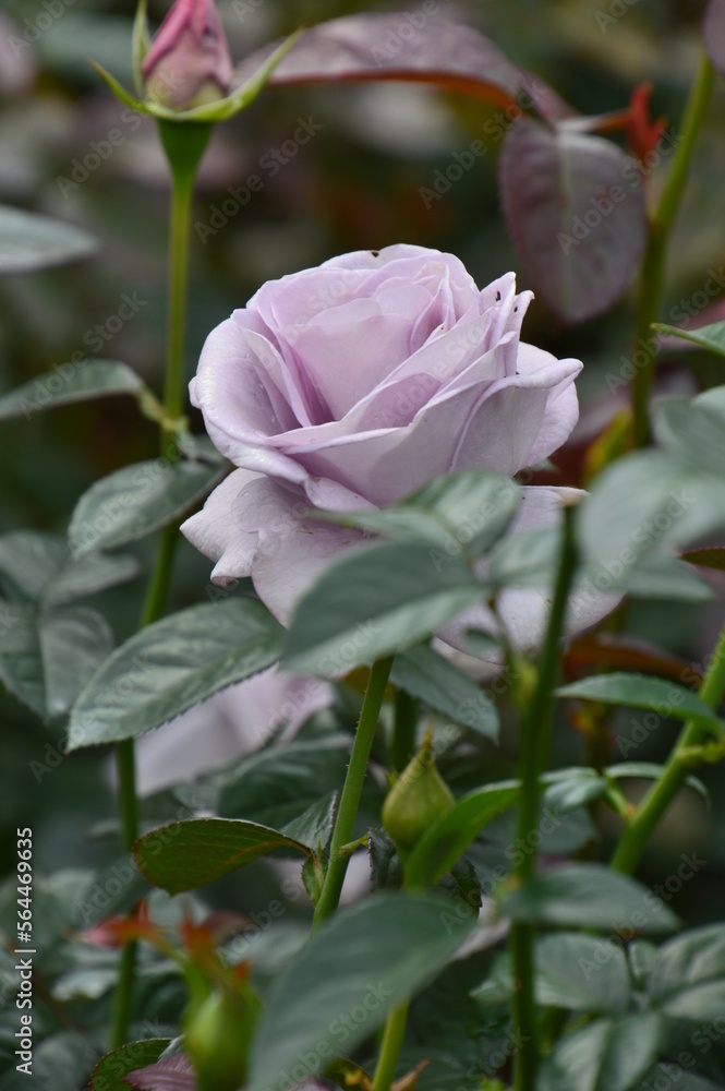 pink rose in the garden