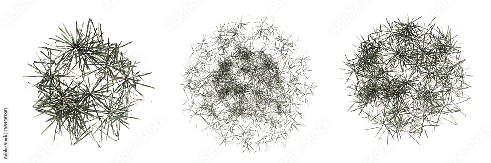 wild field grass, top view, isolated on white background, 3D illustration, cg render wild field grass, top view, isolated on white background, 3D illustration, cg render