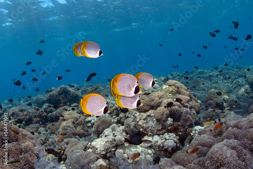 Sea life of coral reefs. Underwater world of Tulamben  Bali  Indonesia. 
