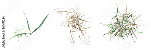 wild field grass  top view  isolated on a transparent background  3D illustration  cg render