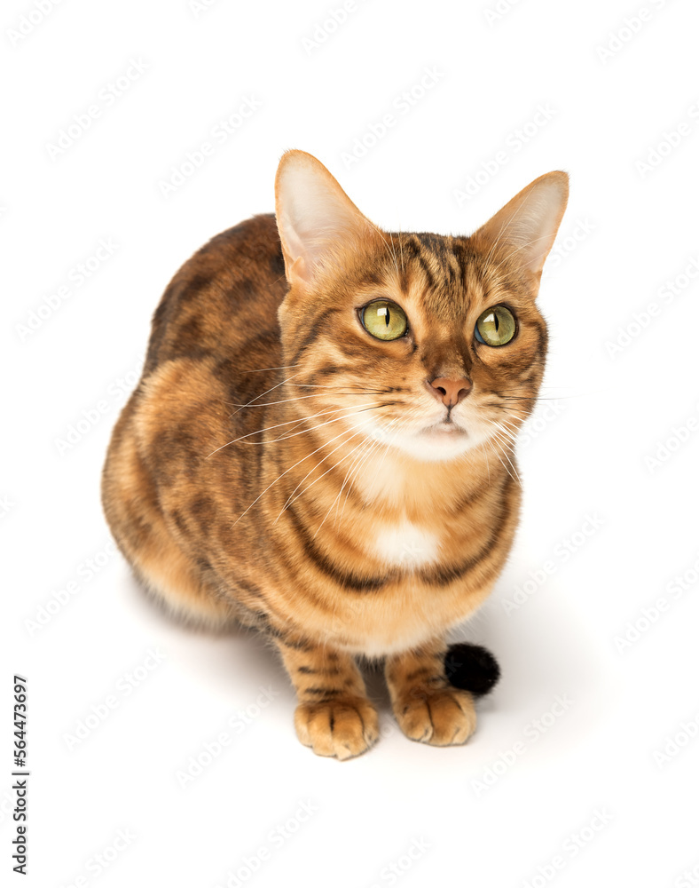 Bengal cat sitting in full growth on a white background.