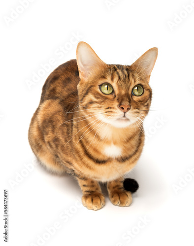 Bengal cat sitting in full growth on a white background. © Svetlana Rey